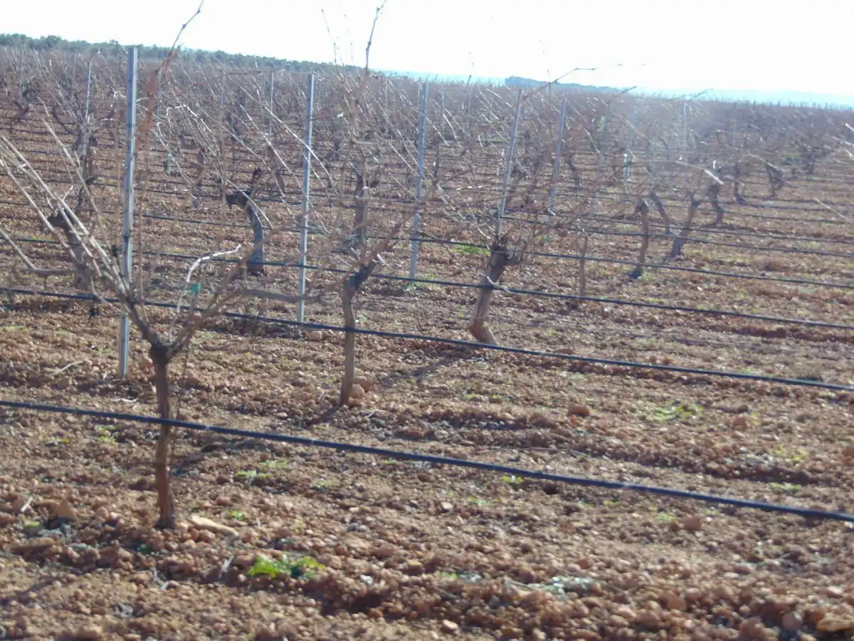 Rural land for sale in Valdepeñas, imagen 28