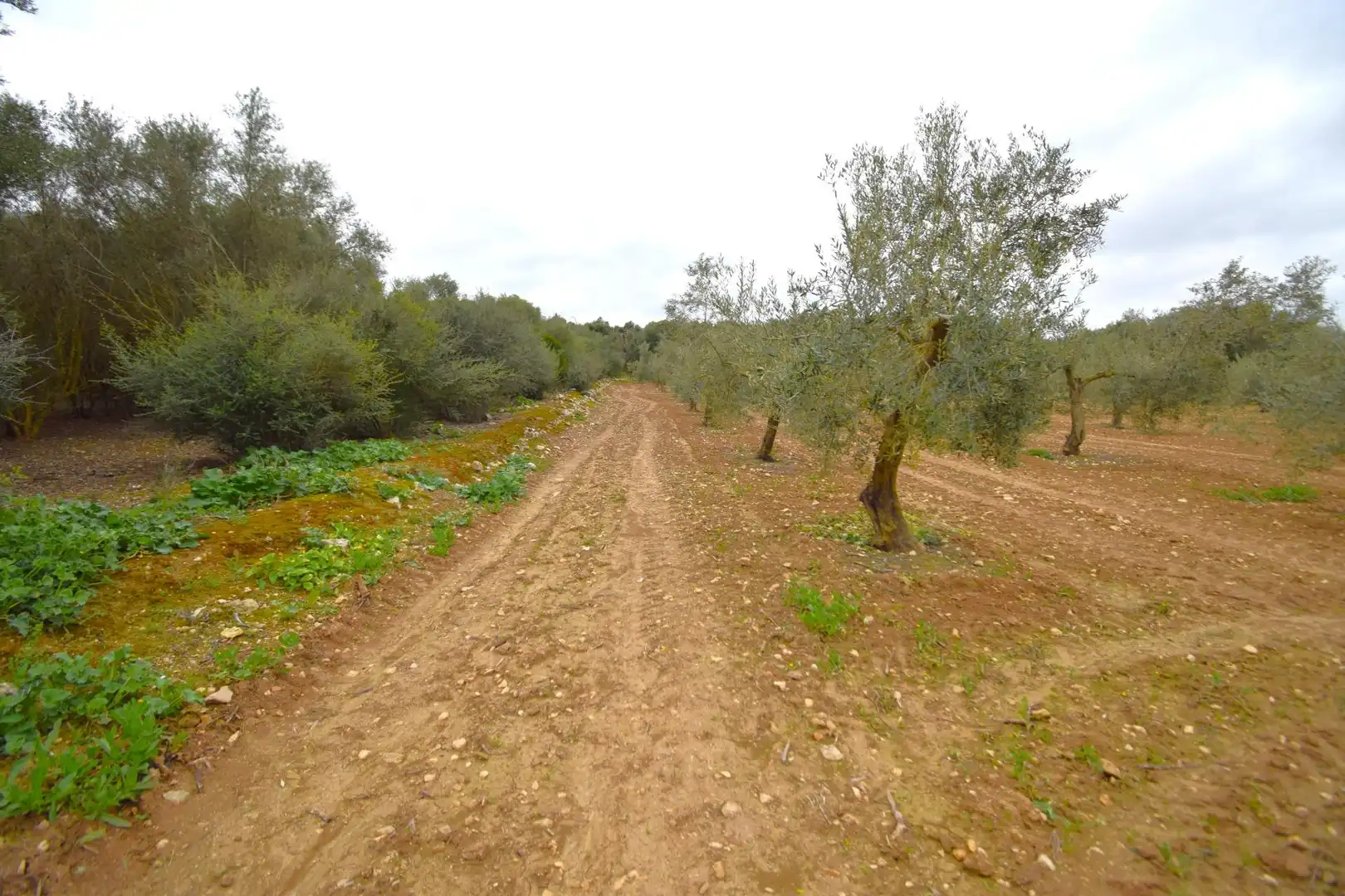 Rural land for sale in Muro, imagen 4