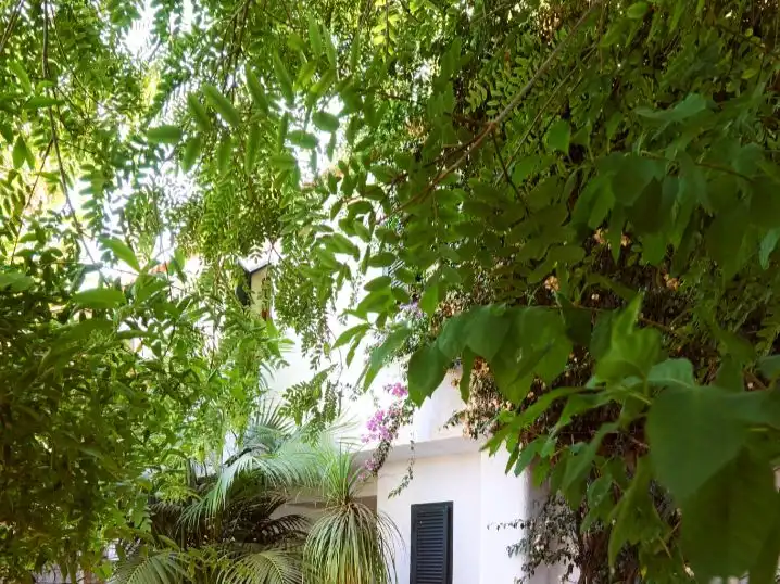 Jardí de Casa o xalet en venda en Mazagón