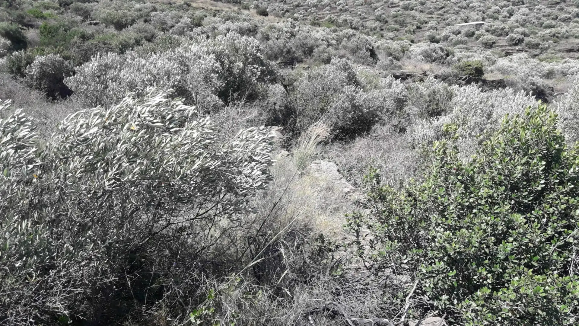 Lands and plots for sale in Ses Closes, imagen 10
