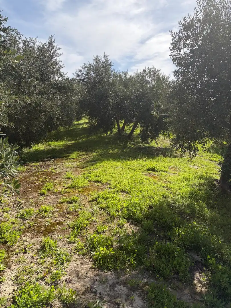 Rural land for sale in Poleares, imagen 3