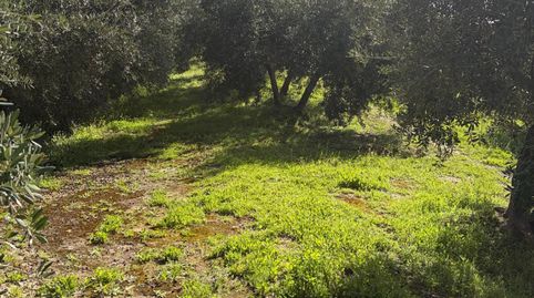 FINCA OLIVAR CON NAVE Y SUBVENCIÓN, immagine 3
