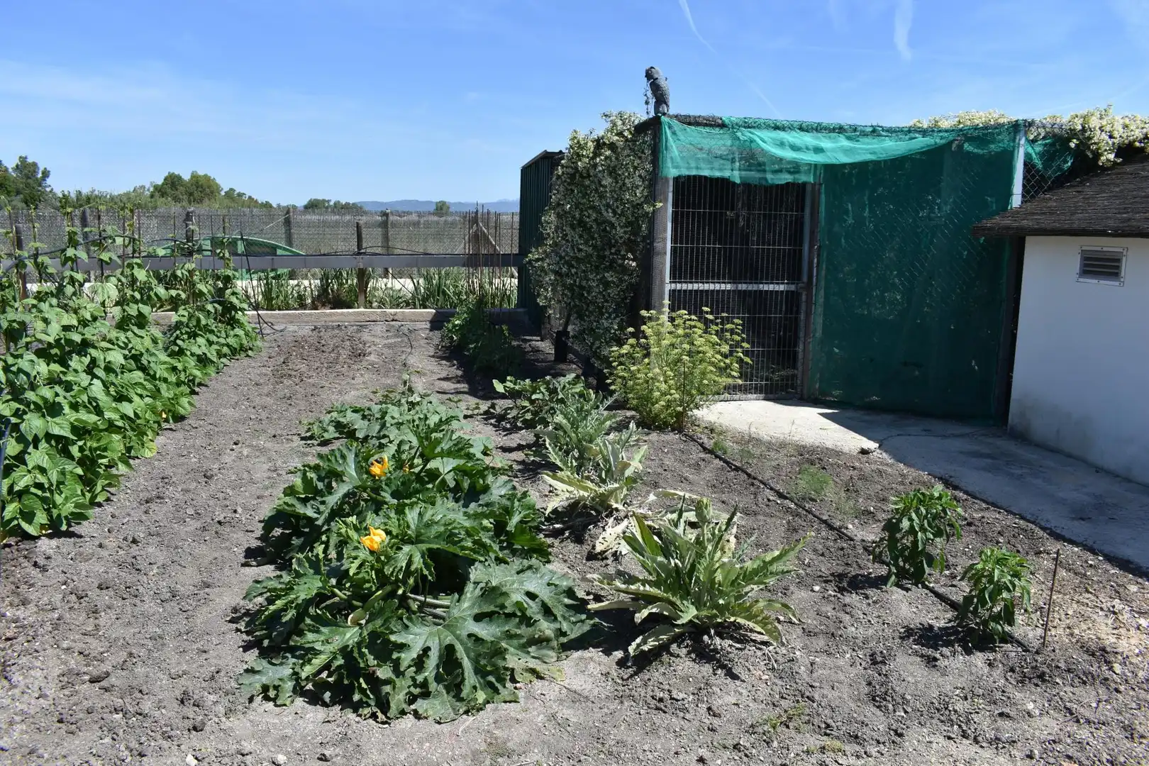 Finca rústica en venda a Eucaliptus - Poble Nou del Delta