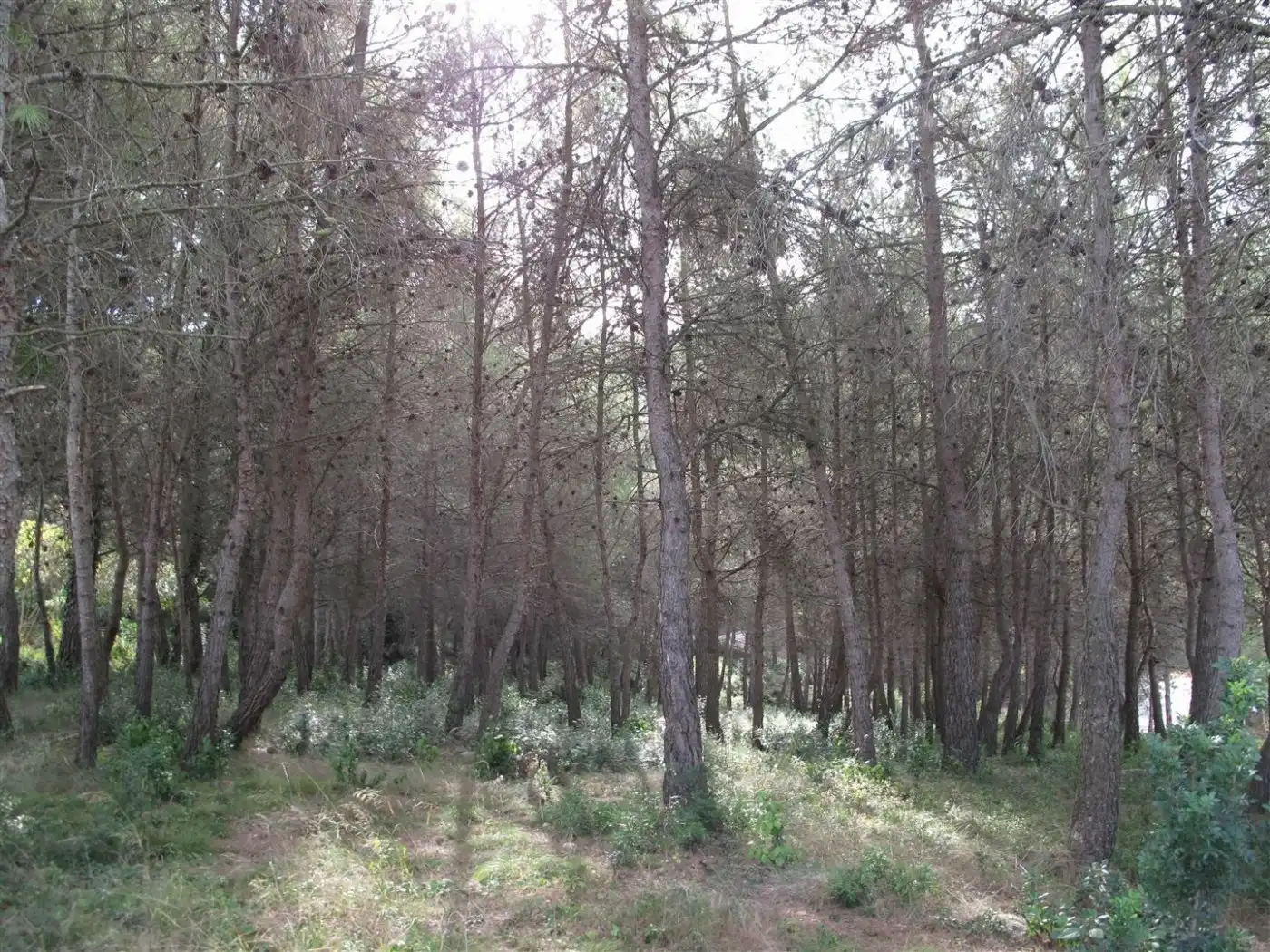 Terreny residencial en venda a Olesa de Bonesvalls, imagen 2