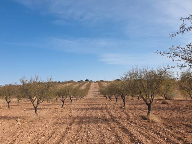 Terreno en Venta en Calle Ancha, 10 en Gor