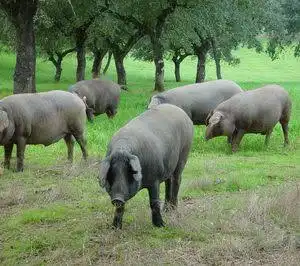 Grundstücke und Bauplätze zum Verkauf in Montilla