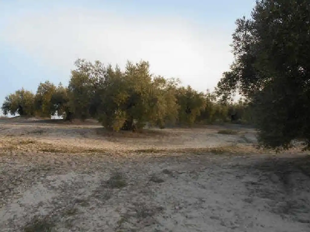 Terreni e lotti in vendita a Martos, imagen 4