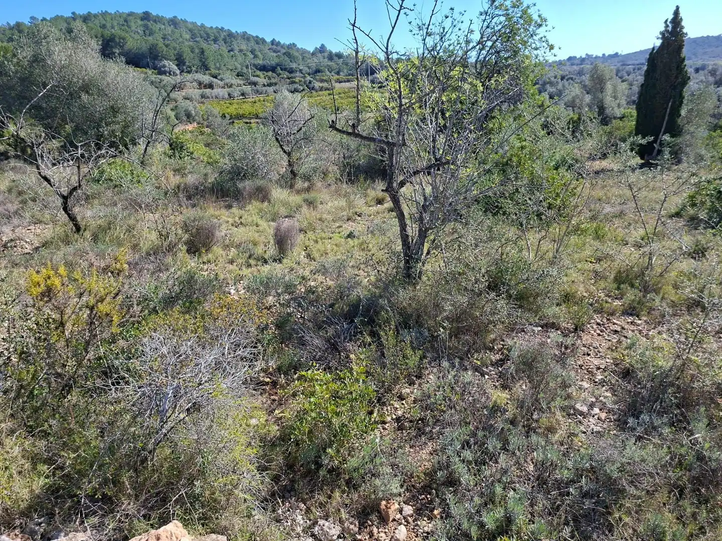 Terreny rústic en venda a Ulldecona, imagen 11