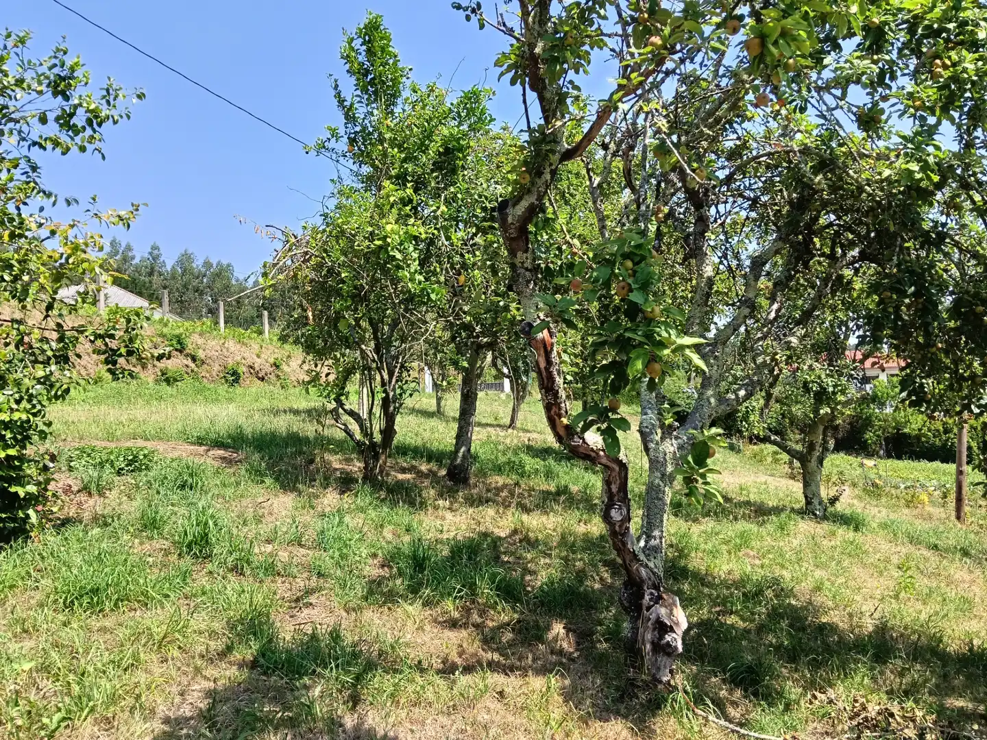 Adossat amb jardí en venda a Cesuras, imagen 15