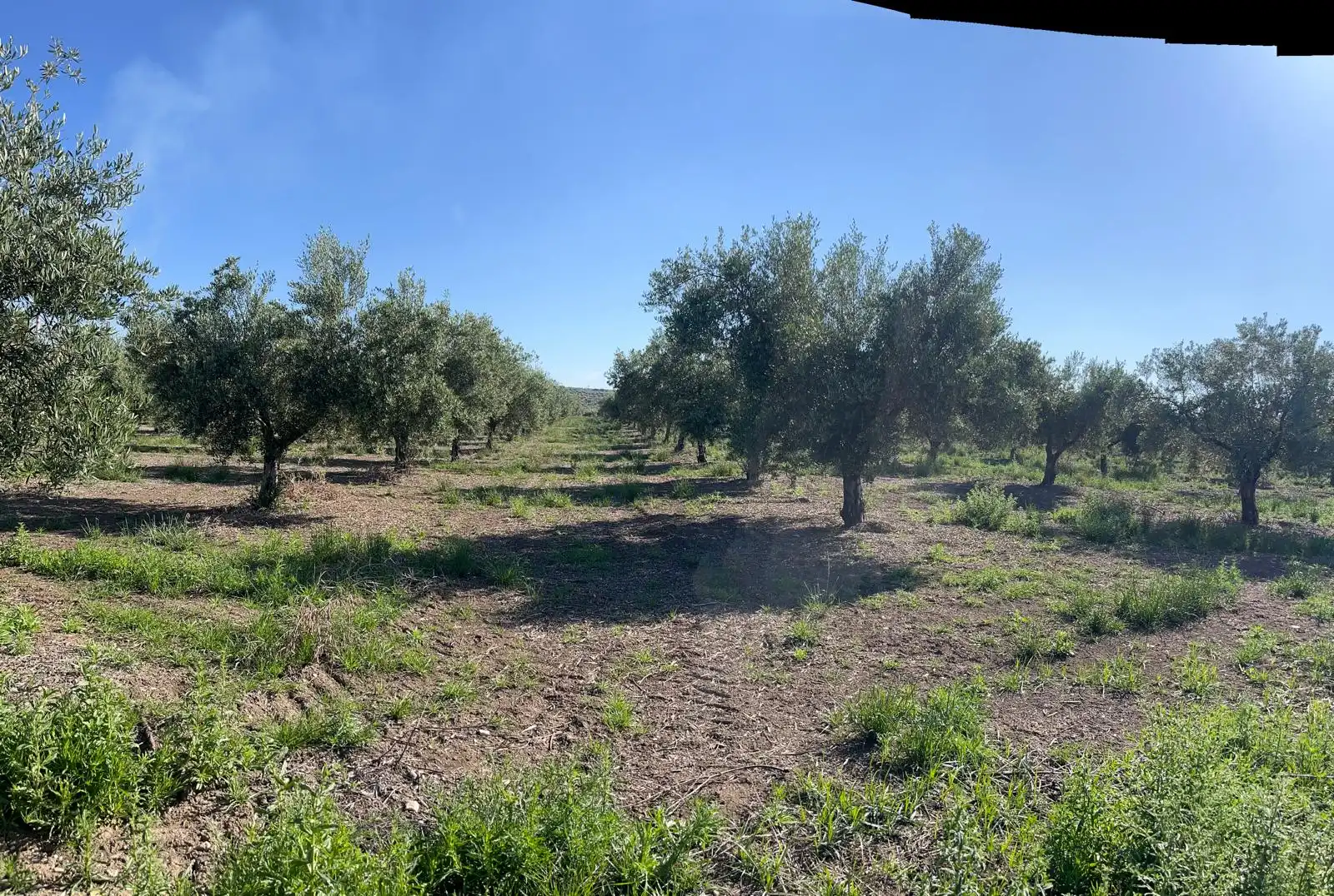 Terreny rústic en venda a Doña Mencía, imagen 2