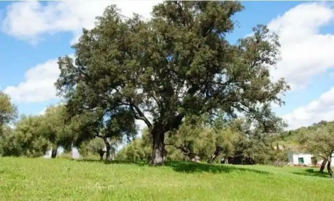 Casa rústica en venda a El Bosque, imagen 8
