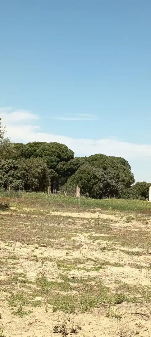 Rustikales Grundstück zum Verkauf in Villamanrique de la Condesa, imagen 3