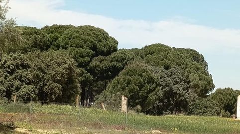 Foto 3 de Terreno en venta en Villamanrique de la Condesa, Sevilla