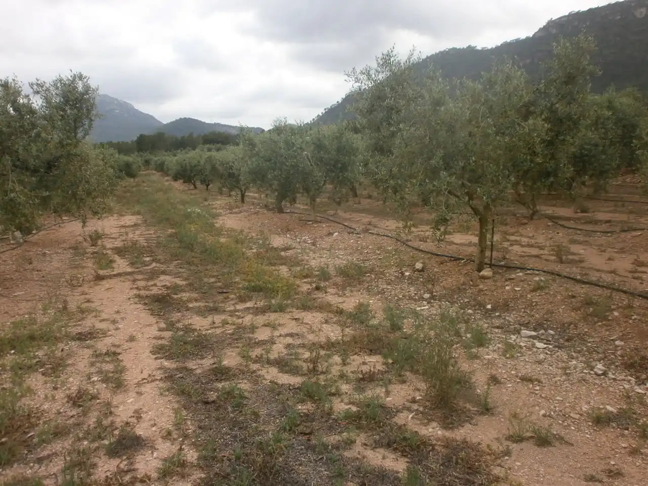 Terreny rústic en venda a Avinguda de Reus, imagen 4
