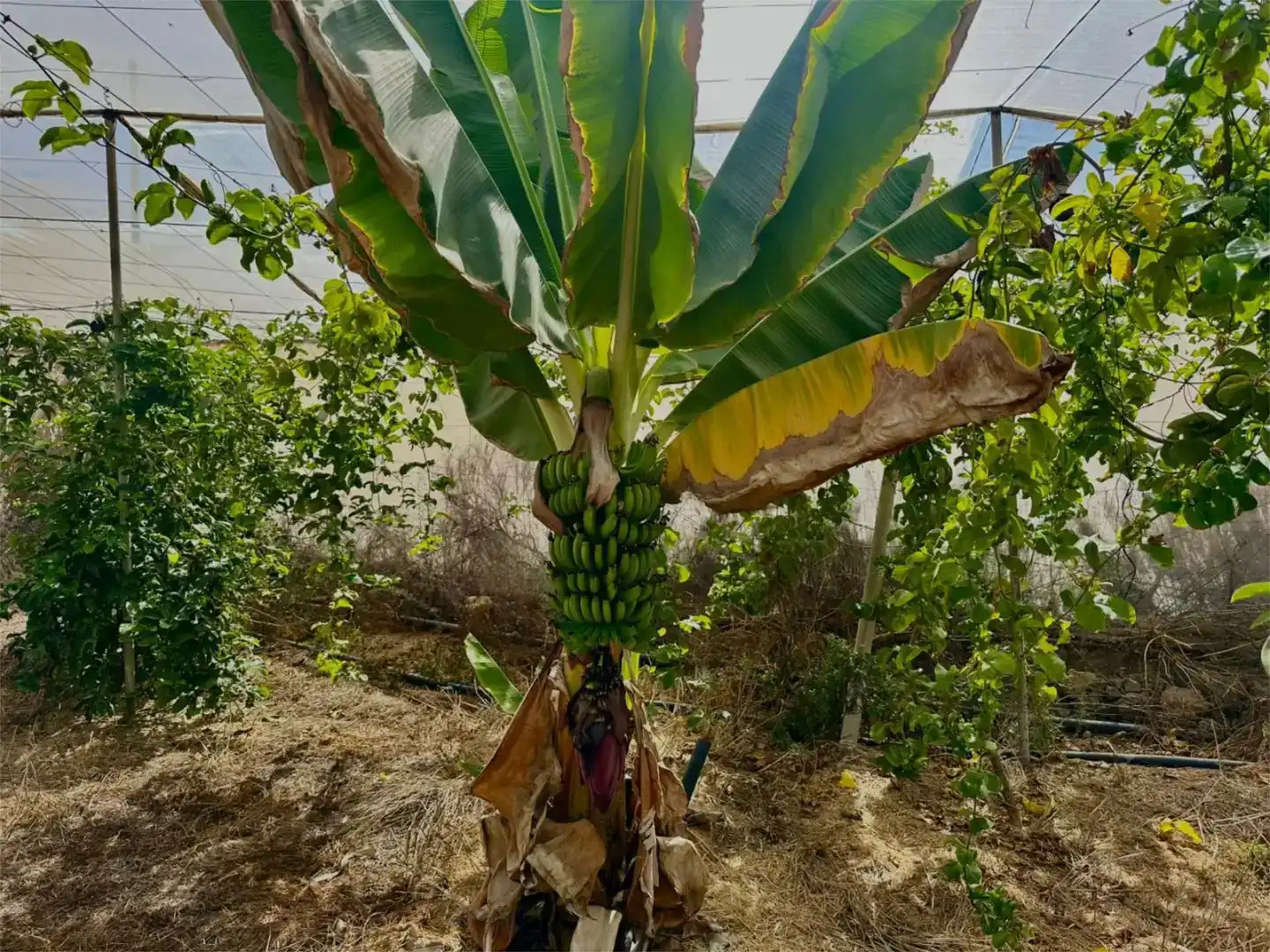 Jardí de Finca rústica en venda en Guía de Isora