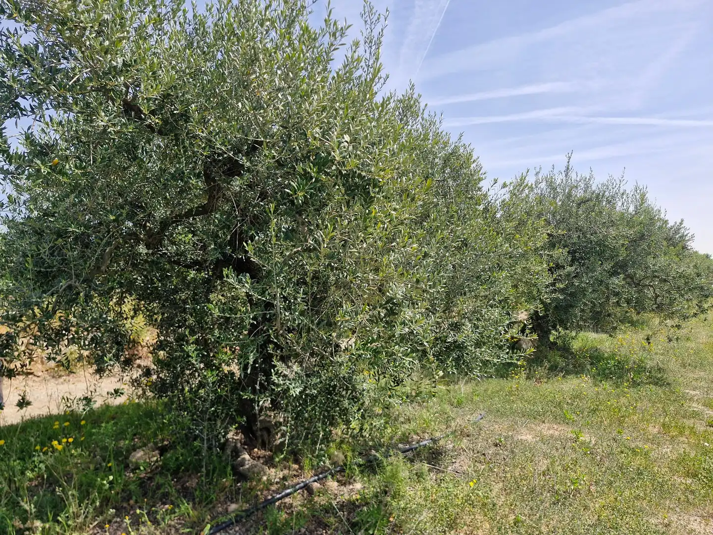 Terreno en venta en Alcover