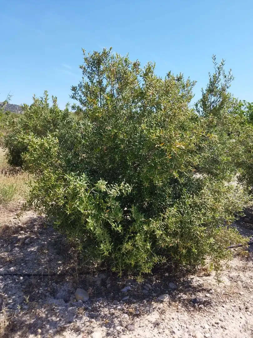 Casa o chalet en venta en Murcia con Trastero y Amueblado
