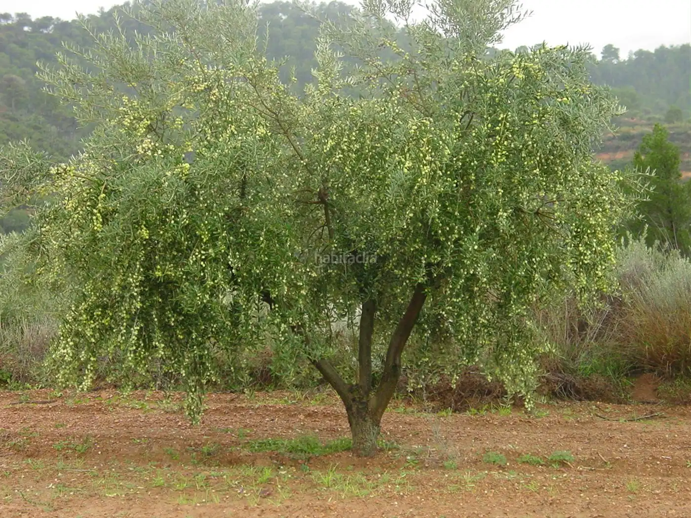 Rustikales Grundstück zum Verkauf in Avinguda Vilanova 4, imagen 14