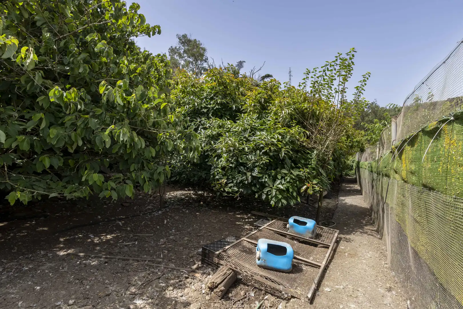 Rural land for sale in Tegueste, imagen 13