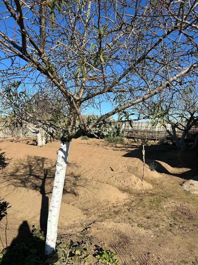 Garten von Grundstücke zum Verkauf in Chipiona