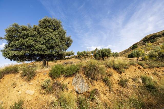 Terreno en Venta en Zona baja