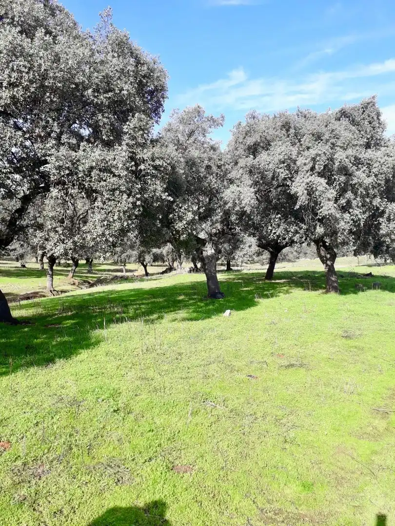 Rural land for sale in Fuente Obejuna, imagen 16