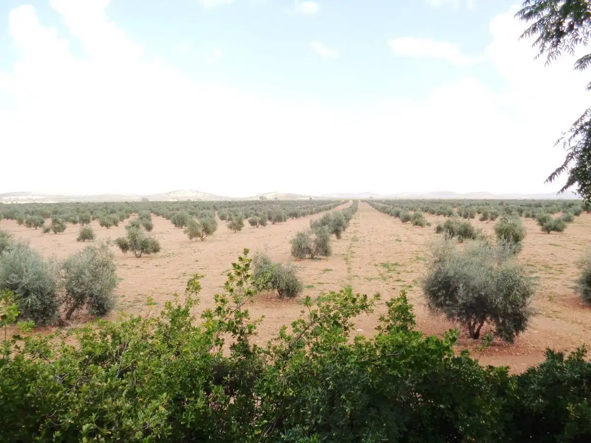 Finca rústica en venda en Santa Cruz de Mudela