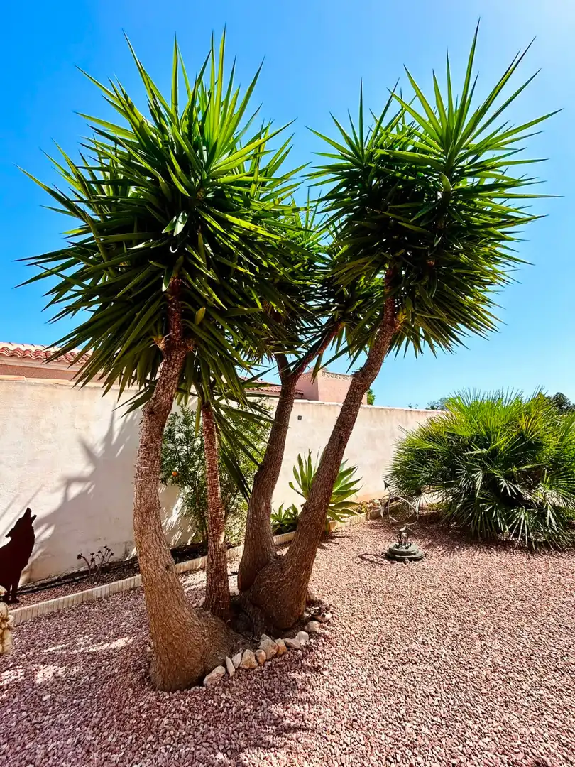 Jardí de Casa o xalet en venda en Torrevieja