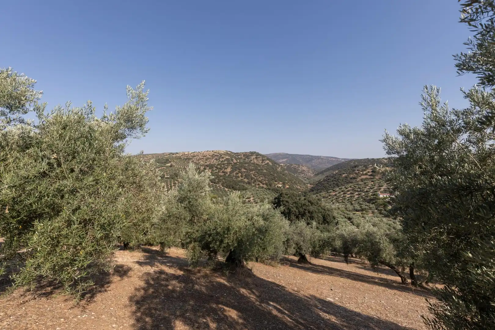 Terreni e lotti in vendita a Lugar Lugar del Cortijo Aguadero, imagen 7