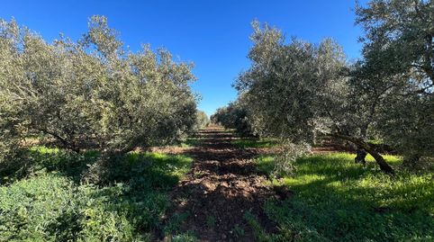 EN EXCLUSIVA PARCELA CON CASA CERCA DE ANTEQUERA, imatge 3