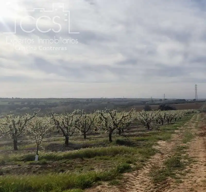 Terreno rústico en venta en Huévar del Aljarafe, imagen 10