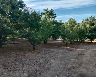 Land for sale in Arroyomolinos de la Vera