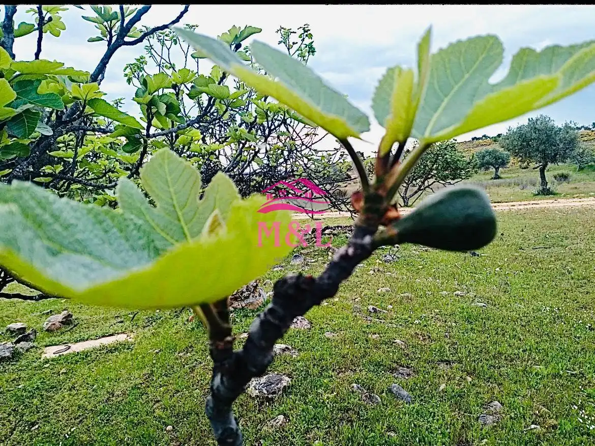 Terreni e lotti in vendita a Oeste, imagen 11