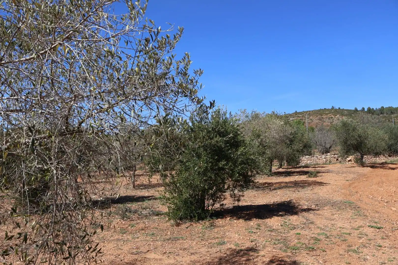 Terreno en venta en BARONA, Vall d'Alba