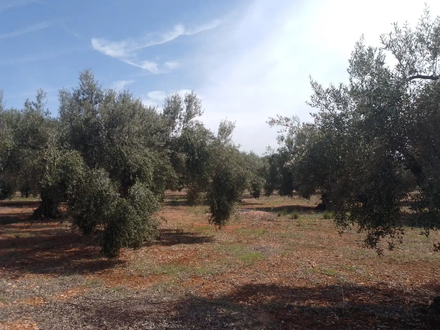 Terreny rústic en venda a Càlig