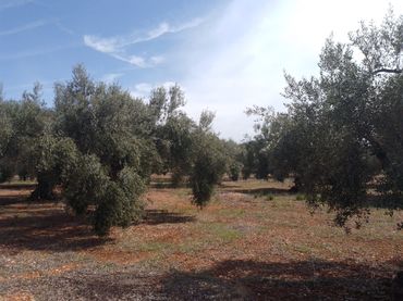 Terreno rustico in vendita a Càlig