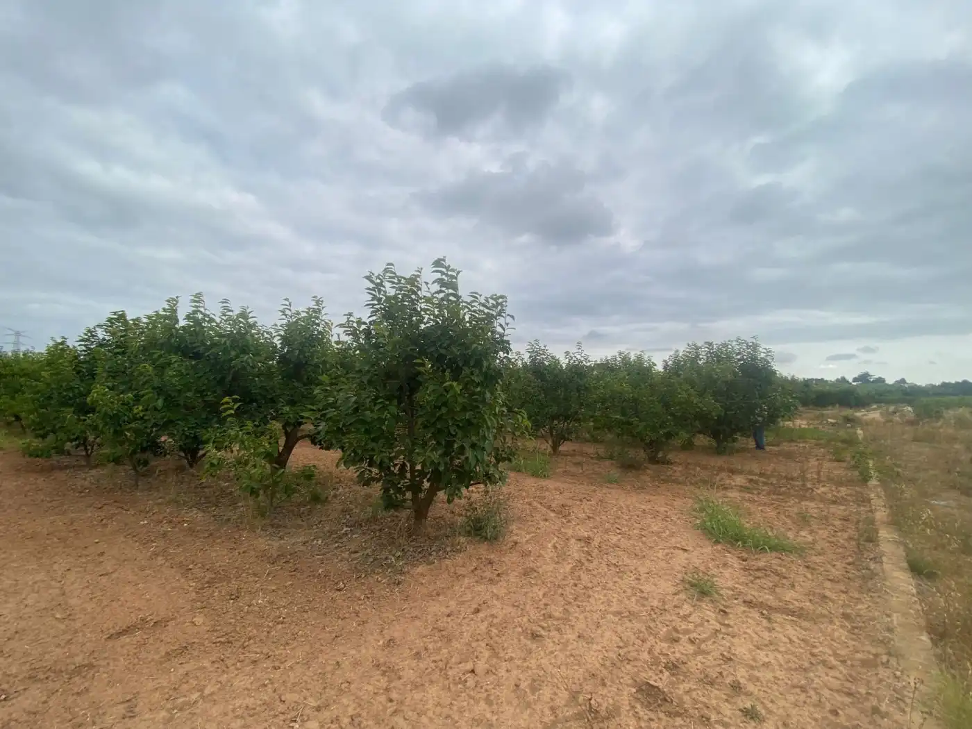 Land for sale in Carlet