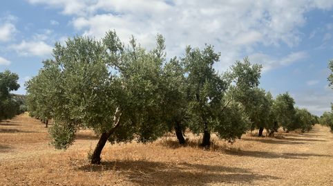Foto 5 de Terreno en venta en Calle Molinos, 3, Estepa, Sevilla
