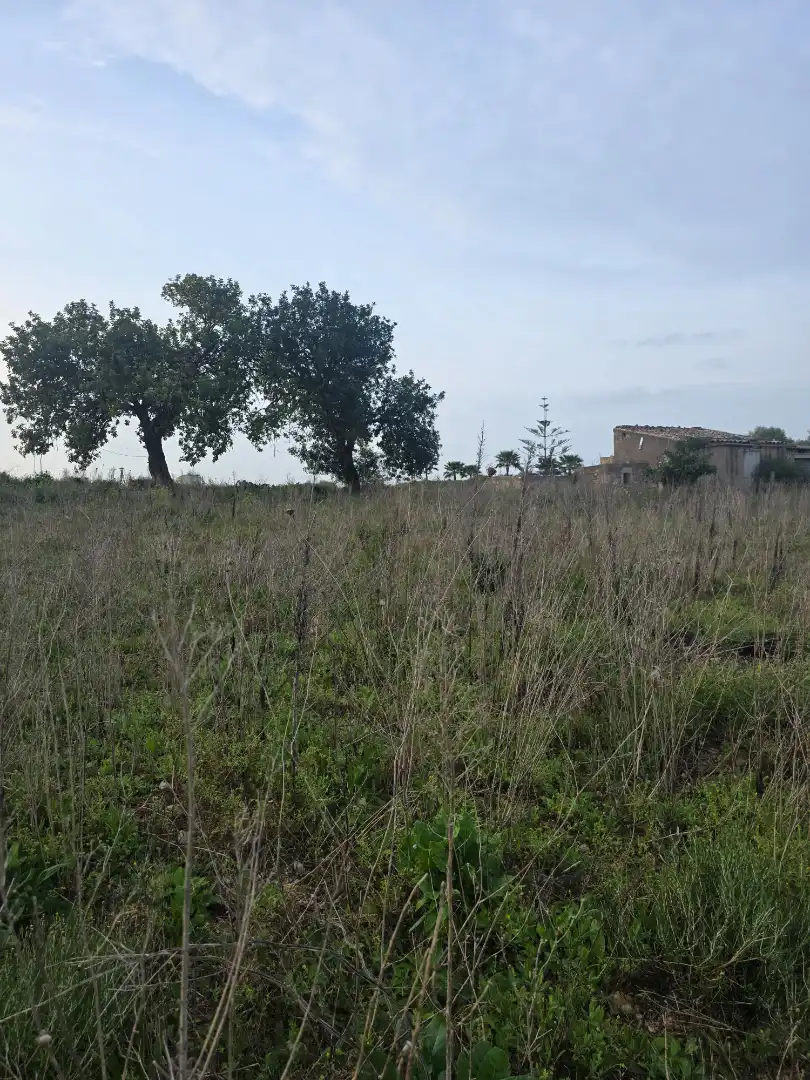 Rustikales Grundstück zum Verkauf in Manacor Centre, imagen 8