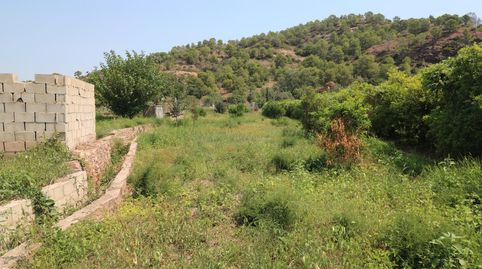 TERRENO DE 2 HANEGADAS ENTRE PETRES Y ALBALAT TARONGERS, imatge 4