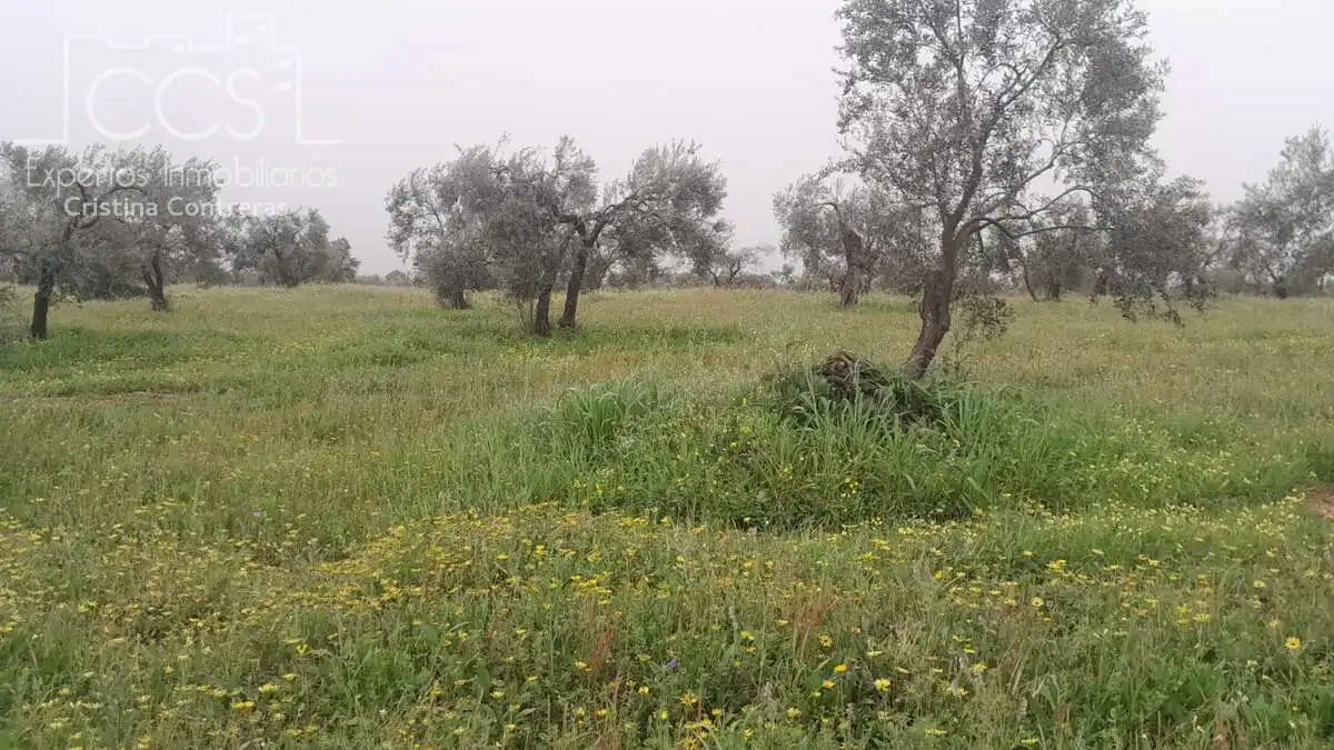 Terreni e lotti in vendita a Almonte ciudad, imagen 10