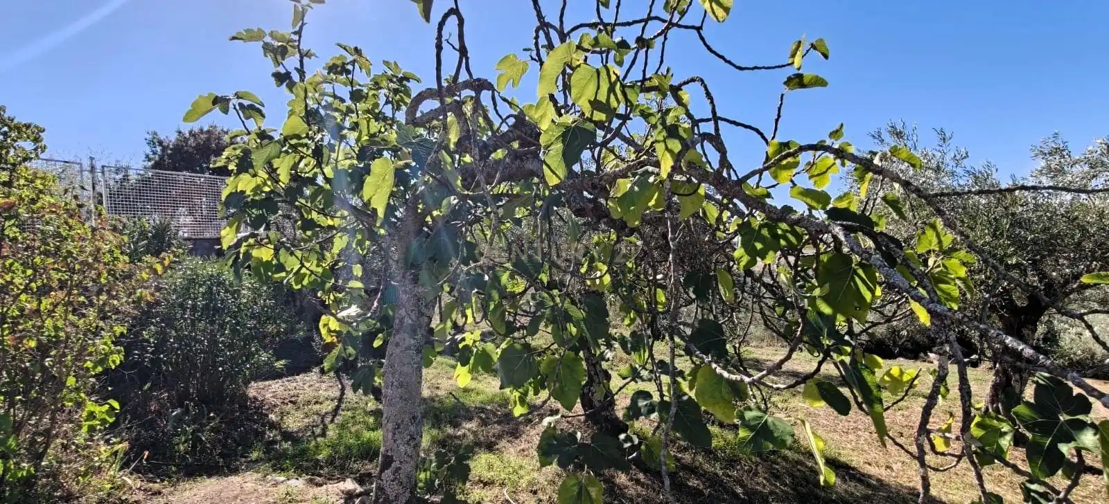 Casa o xalet en venda en Cáceres amb Jardí privat i Piscina