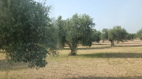 se vende olivar de 120 olivas zona de las arenas, immagine 2