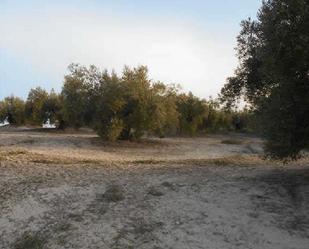 Land for sale in Martos