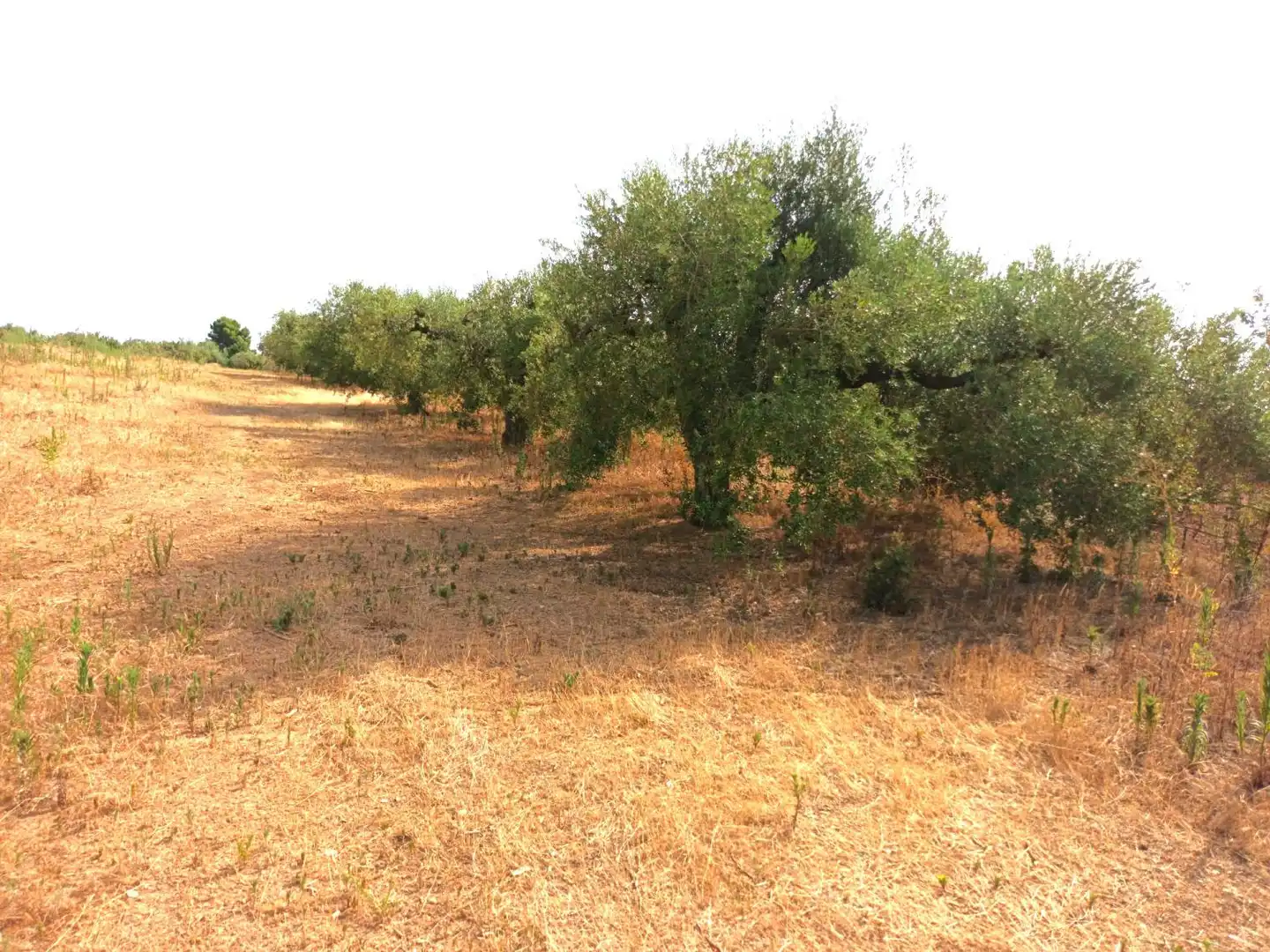 Country house for sale in Constantí, imagen 9