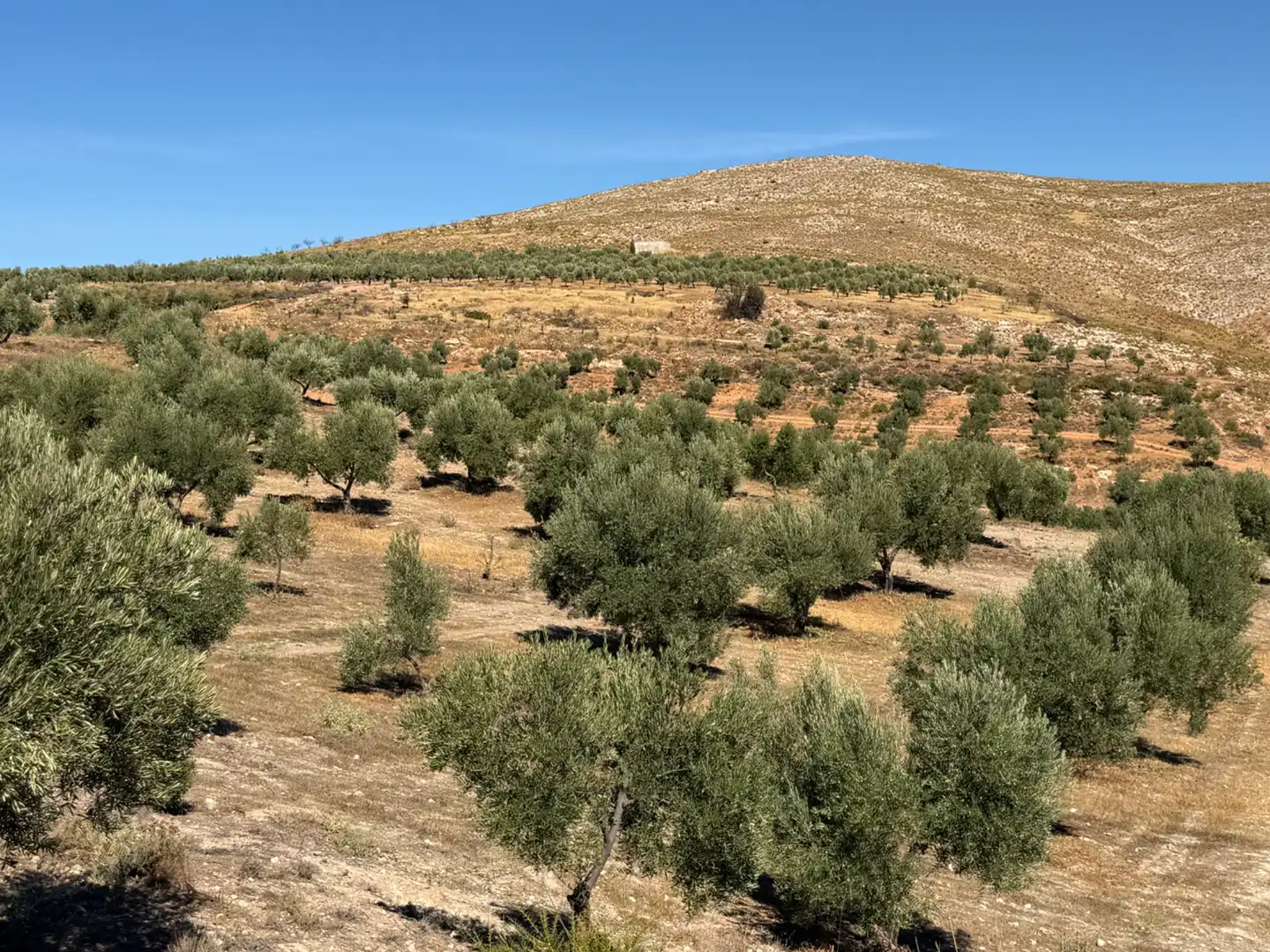Terreno rustico in vendita a Camino de la Sierra, imagen 16