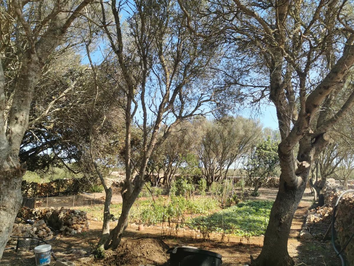 Industrial land for sale in Alaior