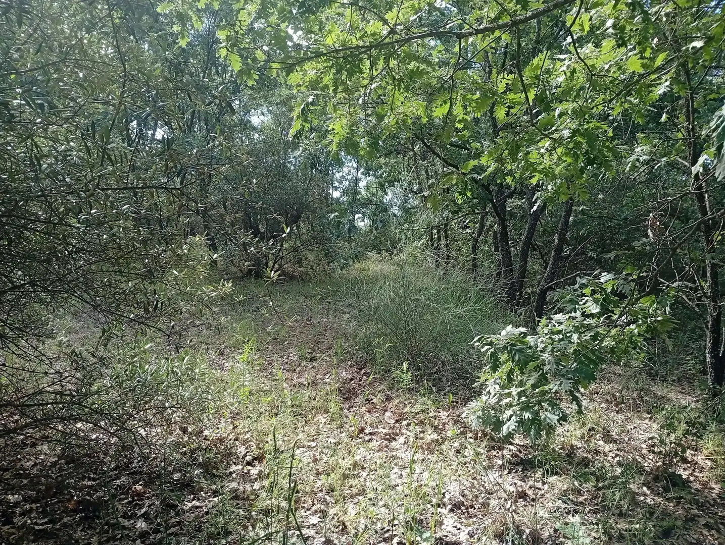 Terreni e lotti in vendita a Losar de la Vera, imagen 35