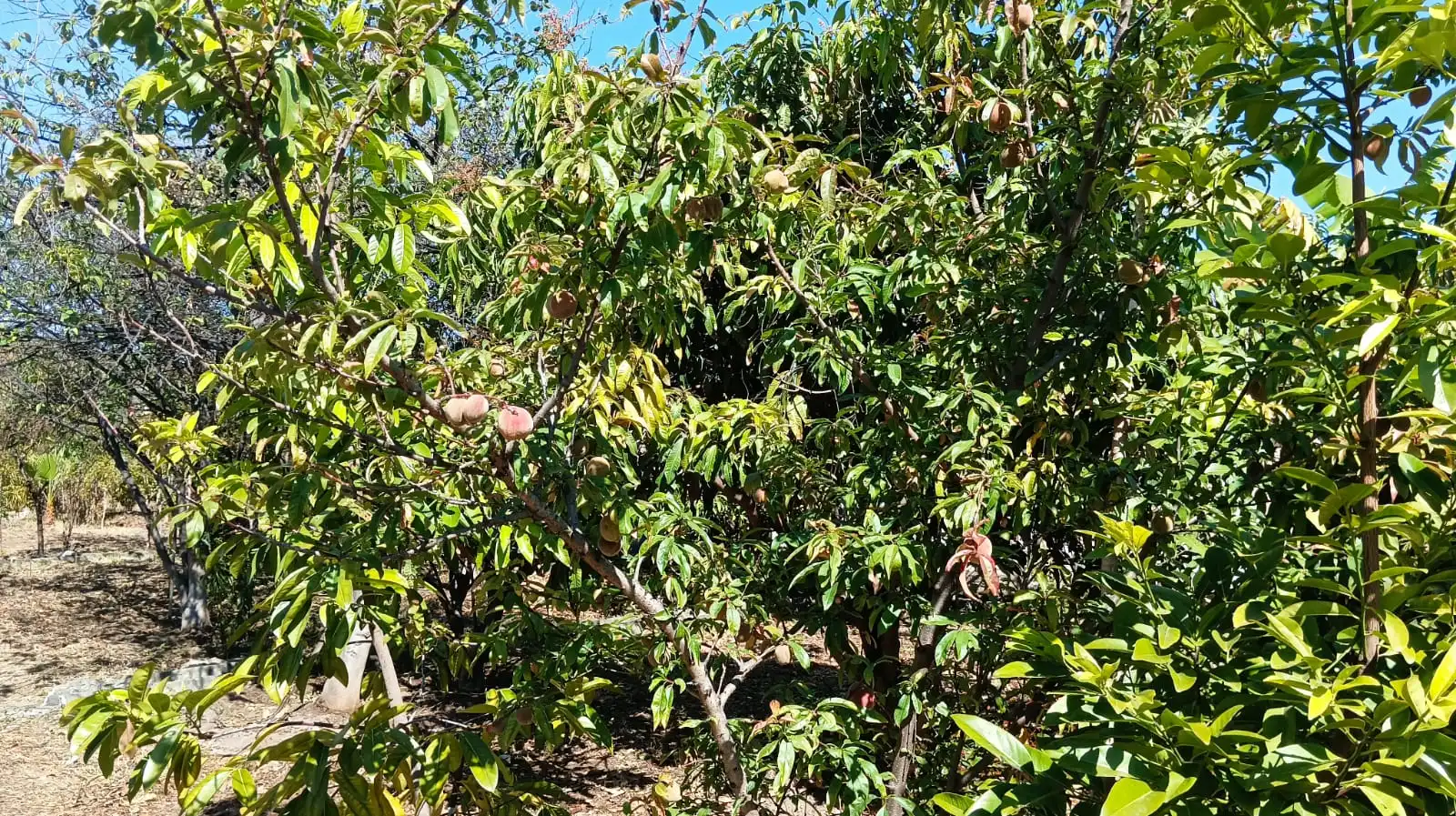 Rural land for sale in San Felipe - San Marcos - Las Cañas, imagen 2