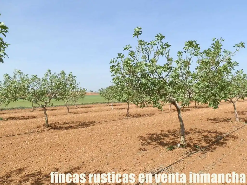 Terreni e lotti in vendita a Belmonte, imagen 2